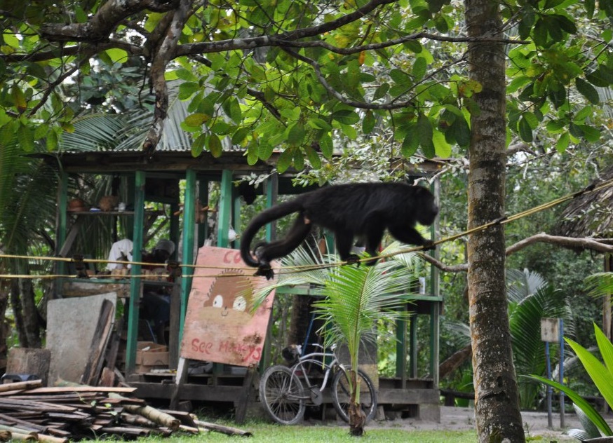 I have a crush on the howler monkeys at a sanctuary in Belize