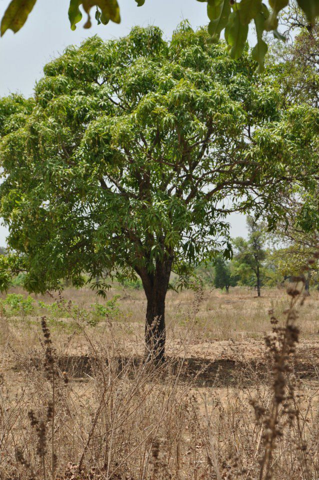 A shea tree in the parklands of Nigeria