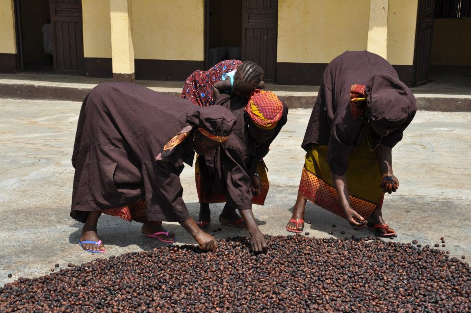 Women sorting though drying shea nuts at a cooperative in Minna, Nigeria