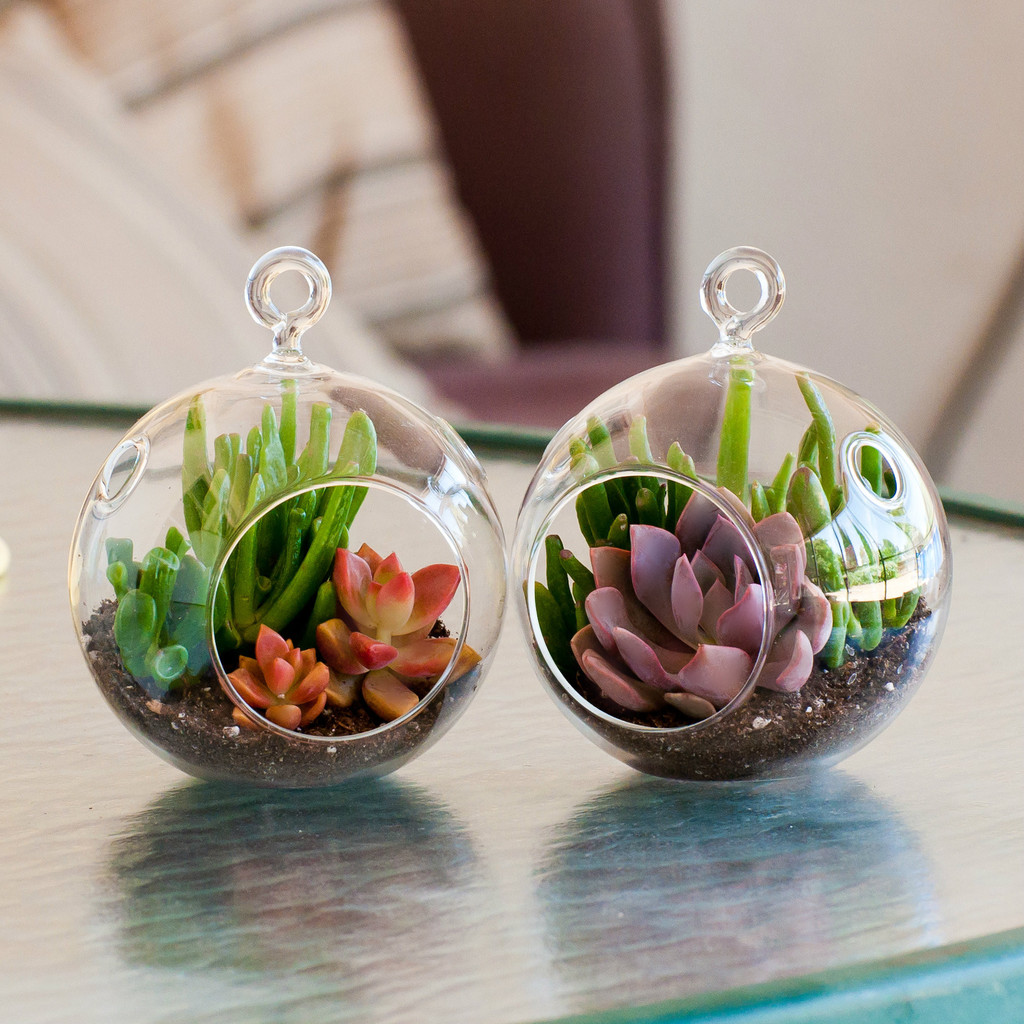 Mini Succulent Terrarium Duo Collection from Shopsucculents.