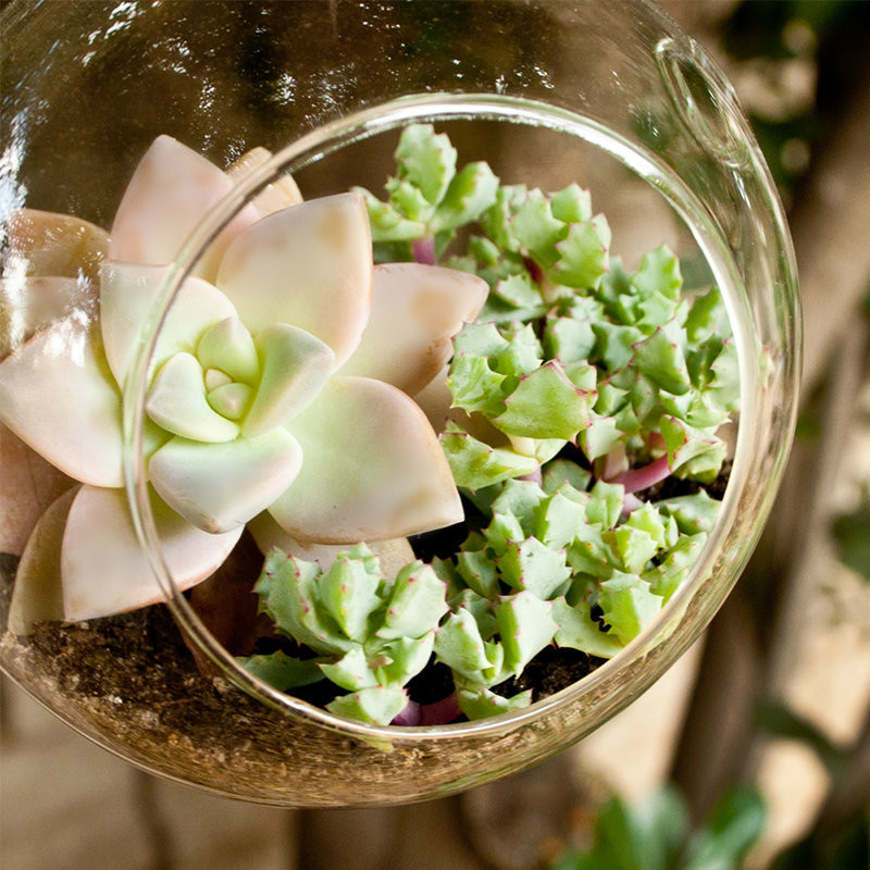 I'm crushing hard on succulents. Swoon! Grab one of these beauties at Shopsucculents