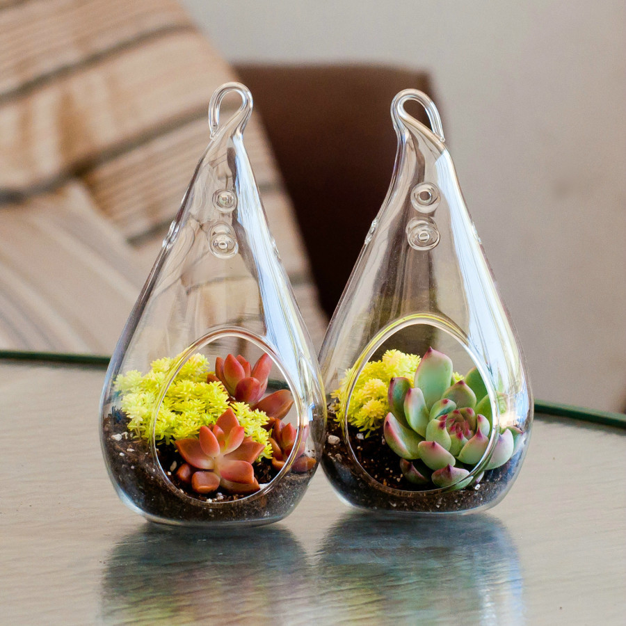 Succulents in gorgeous Tear-drop Glass. By Shopsucculents.